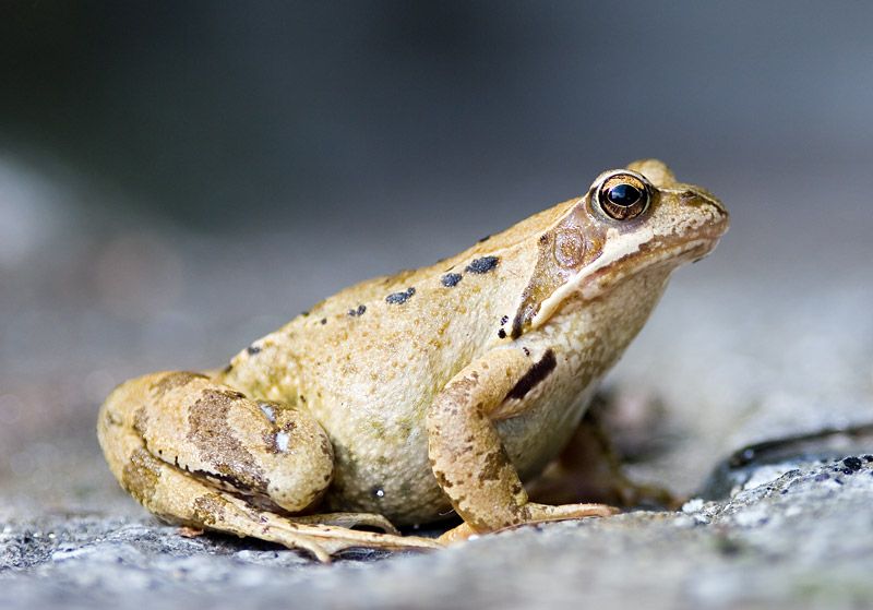 August: Common Brown Frog