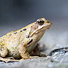 August: Common Brown Frog
