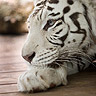 Září: Bílý tygr
