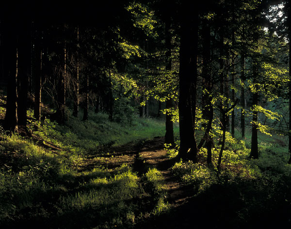 Lesní stezka za ranního světla