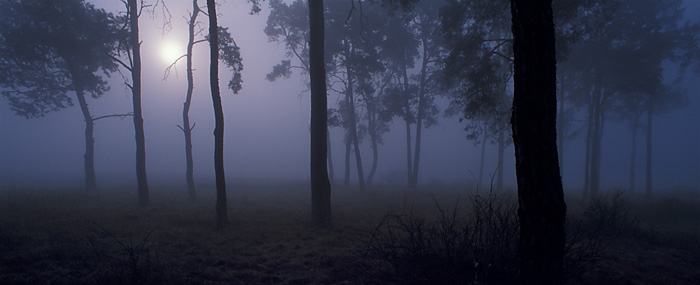 Pine Grove In Morning Mist