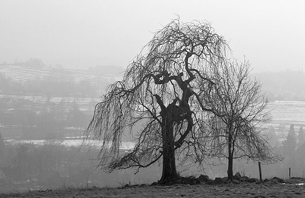 Willow Tree At Landscape Overlook