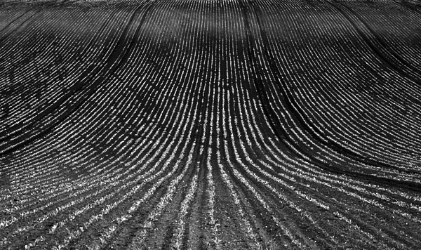 A Field (Converging Lines)