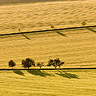 June: Summer landscape