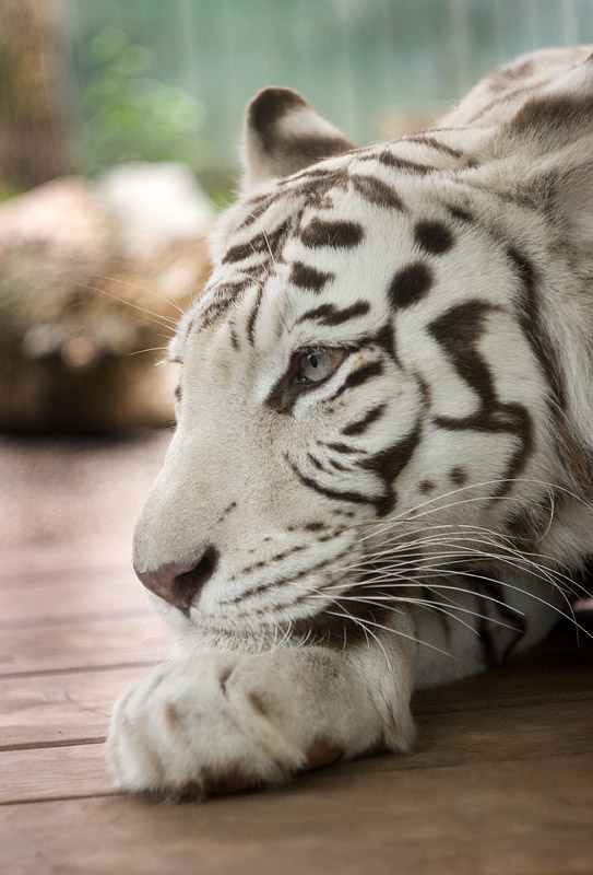 Září: Bílý tygr