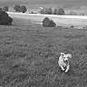 Landscape With A Golden Retriever