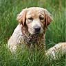 Meggie In Grass