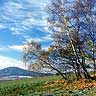 Birches In Autumn