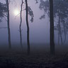 Pine Grove In Morning Mist