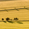 Summer Landscape