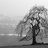 Willow Tree At Landscape Overlook