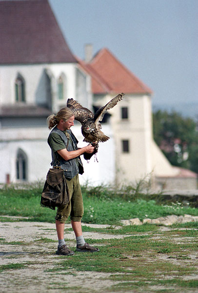 Sokolník