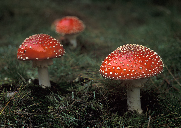 Amanita muscaria, L. ex Fr.