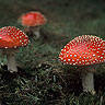 Amanita muscaria, L. ex Fr.